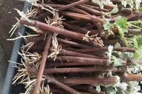 红提种子的催芽方法,常用以下三种方式