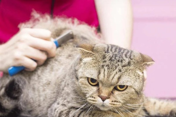 猫咪剃毛需注意什么,剃毛后让它生活在干净整洁的地方