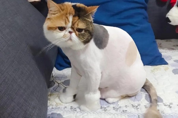 猫咪剃毛需注意什么,剃毛后让它生活在干净整洁的地方