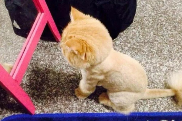 猫咪剃毛需注意什么,剃毛后让它生活在干净整洁的地方