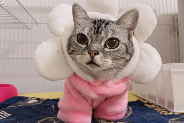 猫咪剃毛需注意什么,剃毛后让它生活在干净整洁的地方