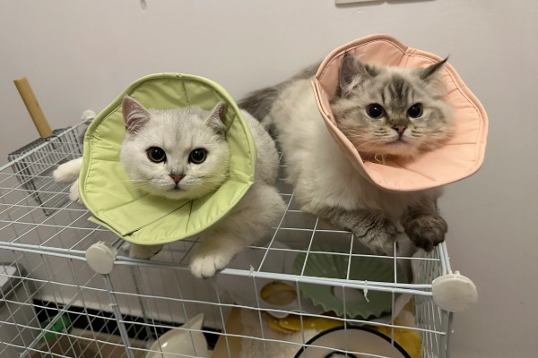 猫咪剃毛需注意什么,剃毛后让它生活在干净整洁的地方