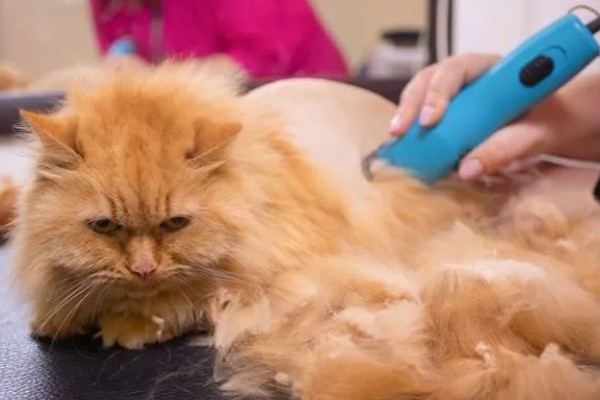 猫咪剃毛需注意什么,剃毛后让它生活在干净整洁的地方