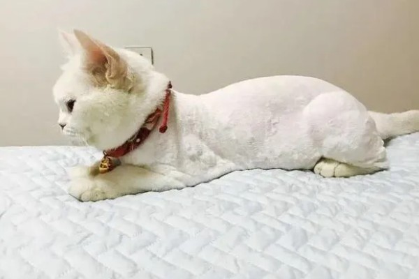 猫咪剃毛需注意什么,剃毛后让它生活在干净整洁的地方