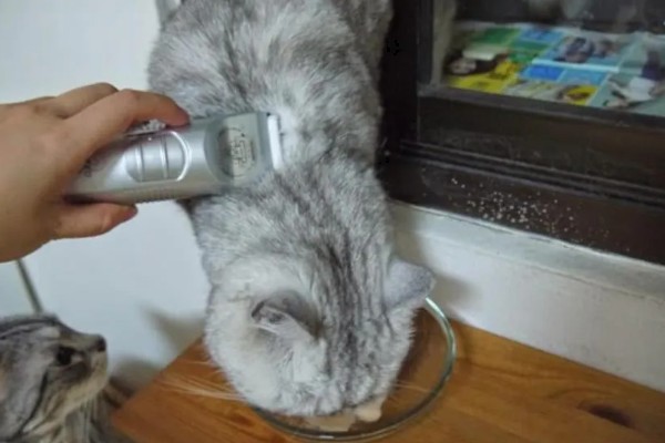 猫咪剃毛需注意什么,剃毛后让它生活在干净整洁的地方