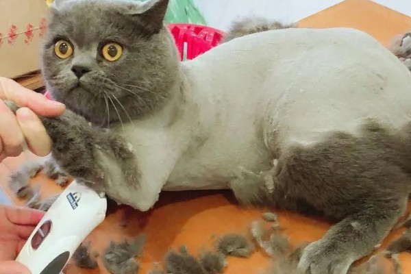 猫咪剃毛需注意什么,剃毛后让它生活在干净整洁的地方