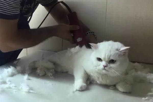 猫咪剃毛需注意什么,剃毛后让它生活在干净整洁的地方