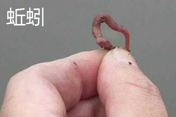 钓草鱼适合用什么饵料，草香味、甜香味、薯香味、酒香味饵料都很合适