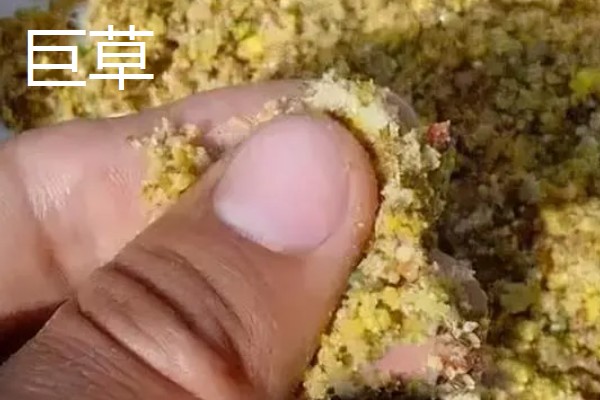 钓草鱼适合用什么饵料，草香味、甜香味、薯香味、酒香味饵料都很合适