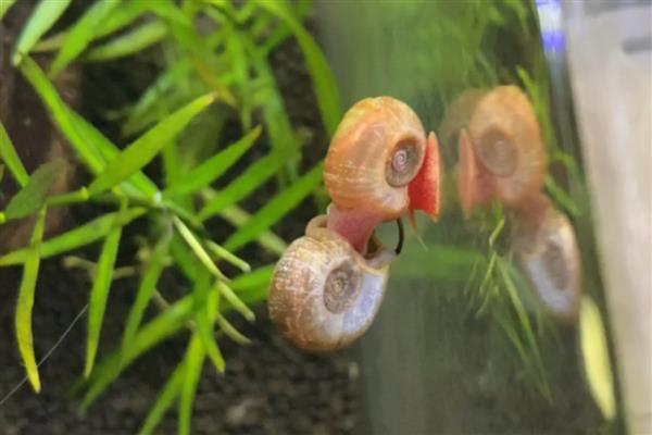 苹果螺的繁殖方法,水温保持在24℃左右