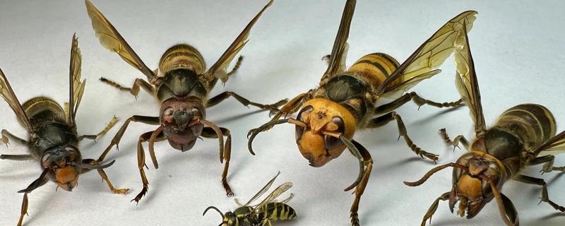 蜂有什么种类，常见胡蜂、赤眼蜂、熊蜂等品种
