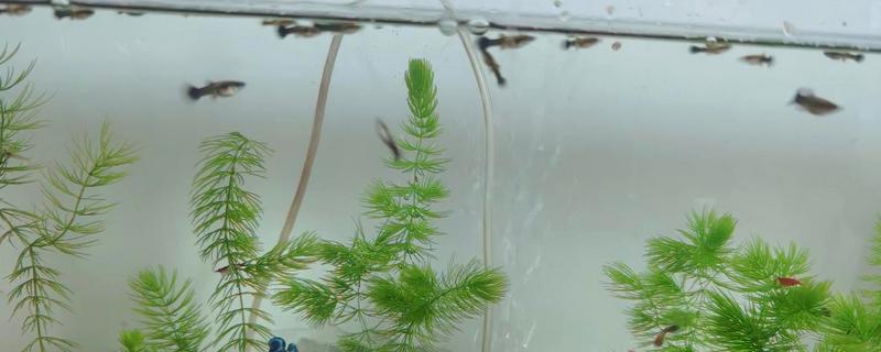 孔雀鱼要不要用加热棒，水温为13-16℃时要增温