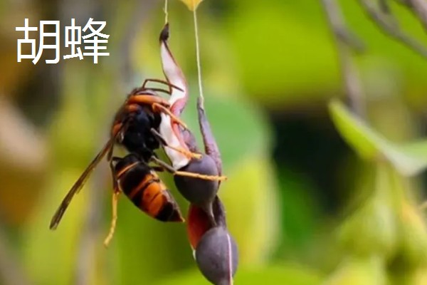 蜂有什么种类,常见胡蜂、赤眼蜂、熊蜂等品种