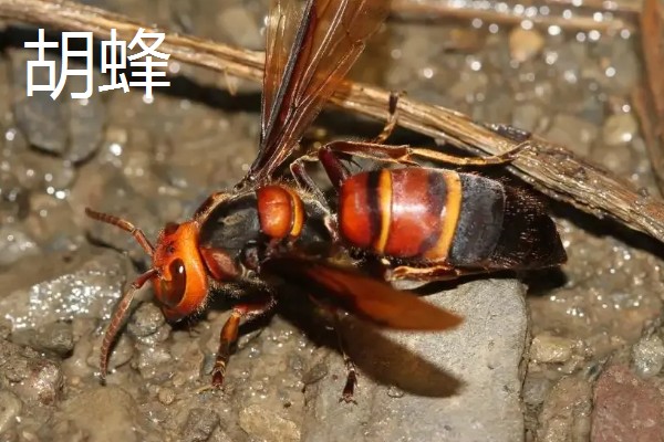 蜂有什么种类,常见胡蜂、赤眼蜂、熊蜂等品种