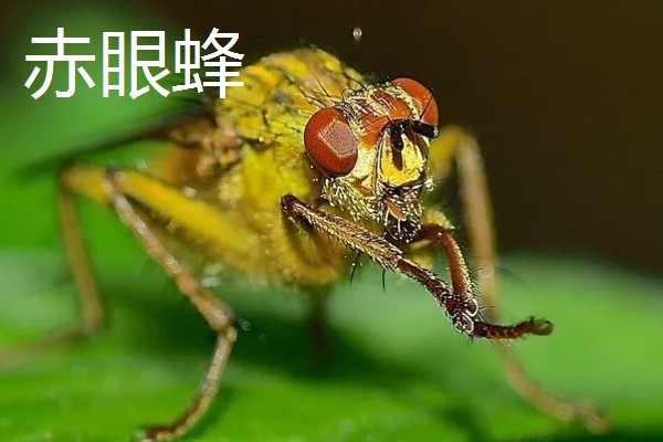 蜂有什么种类,常见胡蜂、赤眼蜂、熊蜂等品种