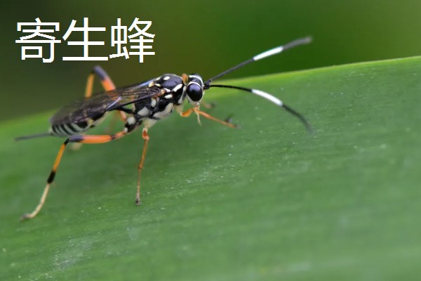 蜂有什么种类,常见胡蜂、赤眼蜂、熊蜂等品种