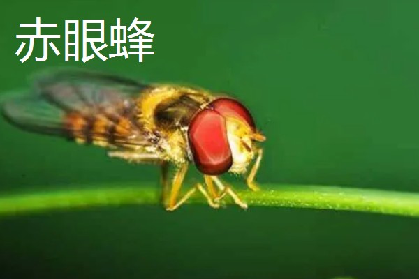 蜂有什么种类,常见胡蜂、赤眼蜂、熊蜂等品种