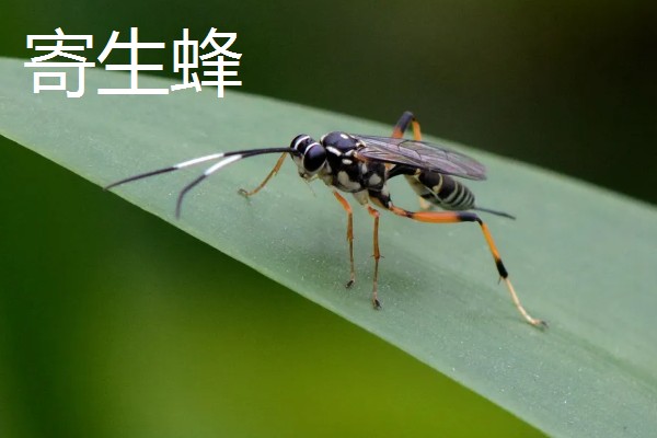 蜂有什么种类,常见胡蜂、赤眼蜂、熊蜂等品种