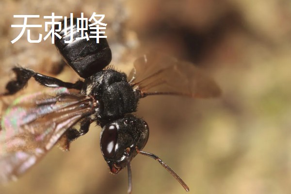 蜂有什么种类,常见胡蜂、赤眼蜂、熊蜂等品种