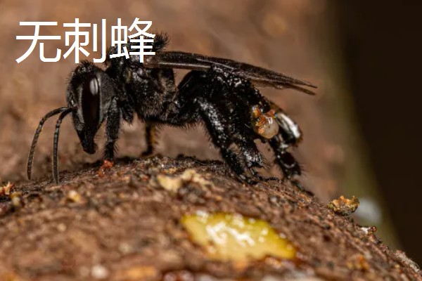 蜂有什么种类,常见胡蜂、赤眼蜂、熊蜂等品种