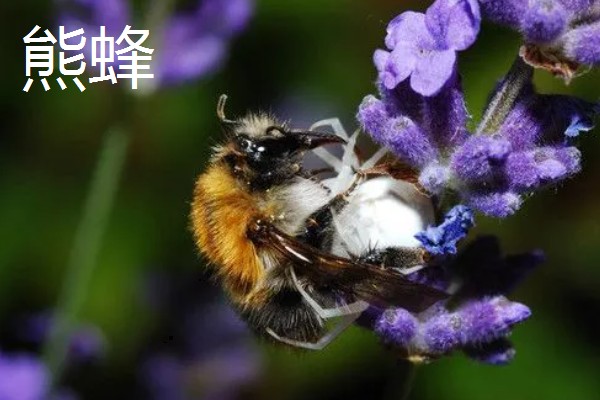 蜂有什么种类,常见胡蜂、赤眼蜂、熊蜂等品种