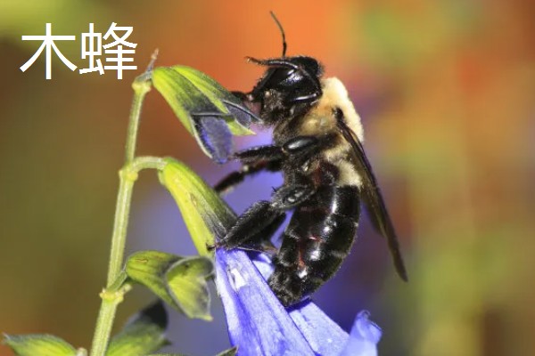 蜂有什么种类,常见胡蜂、赤眼蜂、熊蜂等品种