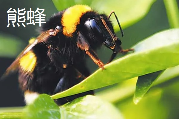 蜂有什么种类,常见胡蜂、赤眼蜂、熊蜂等品种