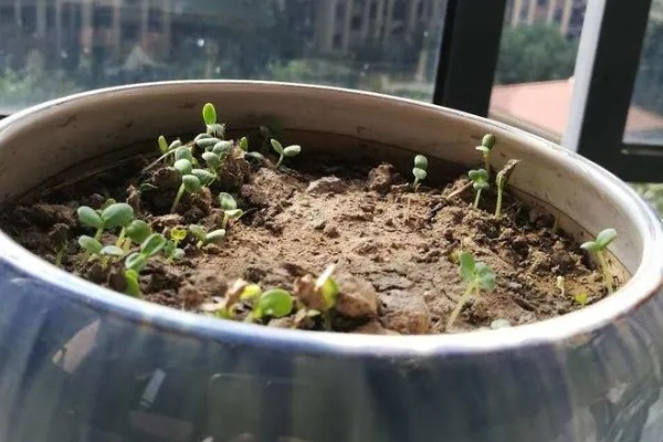 百日草发芽后的管理方法,每隔半月追施一次腐熟液肥