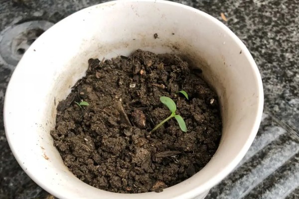 百日草发芽后的管理方法,每隔半月追施一次腐熟液肥