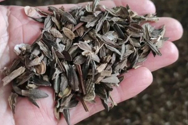 百日草发芽后的管理方法,每隔半月追施一次腐熟液肥