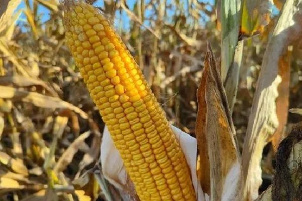 登海9号玉米种的特征特性,春播生育期为110天左右