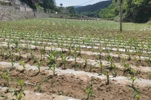 登海9号玉米种的特征特性,春播生育期为110天左右
