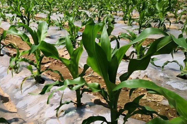 登海9号玉米种的特征特性,春播生育期为110天左右