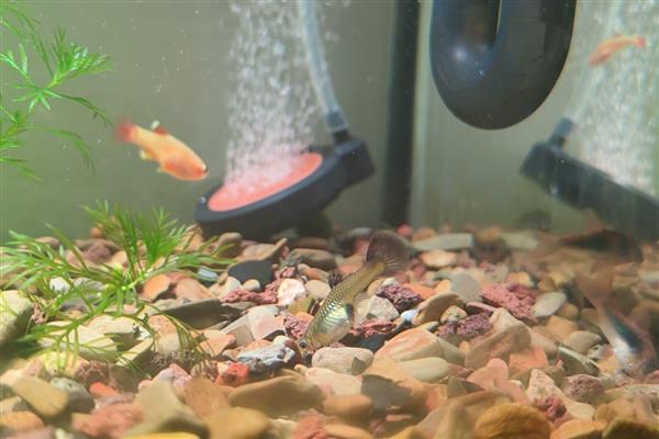 孔雀鱼要不要用加热棒,水温为13-16℃时要增温
