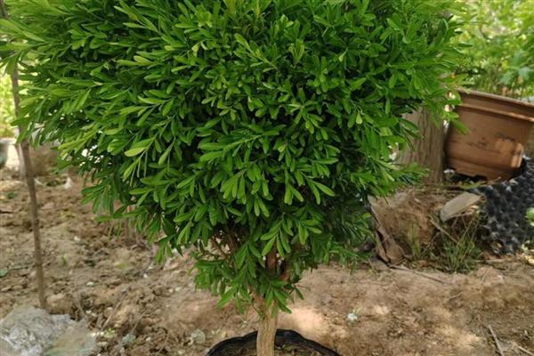 刚买的雀舌黄杨如何栽培，养护期间放在室外光照充足的位置