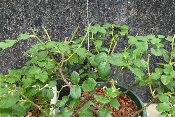 月季花春季修剪方法,把老枝、病枝剪除