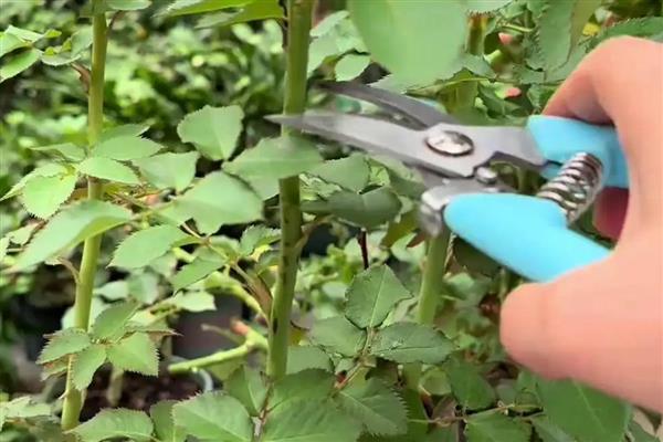 月季花春季修剪方法,把老枝、病枝剪除