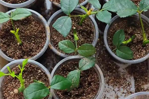 月季花春季修剪方法,把老枝、病枝剪除
