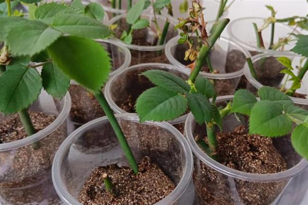 月季花春季修剪方法,把老枝、病枝剪除