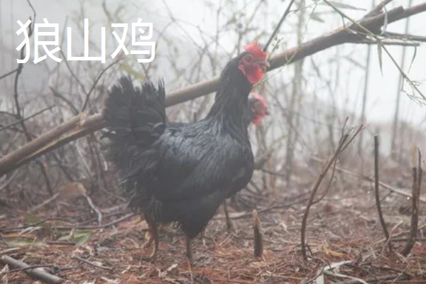 土鸡的价格,各地区的售价有差异