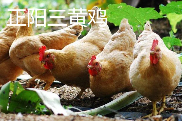 土鸡的价格,各地区的售价有差异