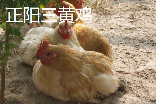 土鸡的价格,各地区的售价有差异
