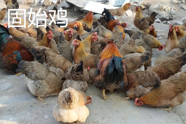 土鸡的价格,各地区的售价有差异