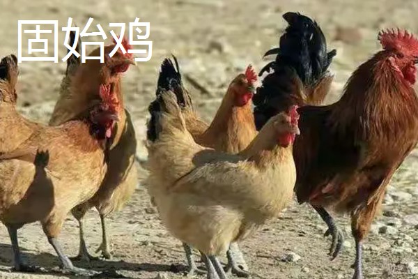 土鸡的价格,各地区的售价有差异