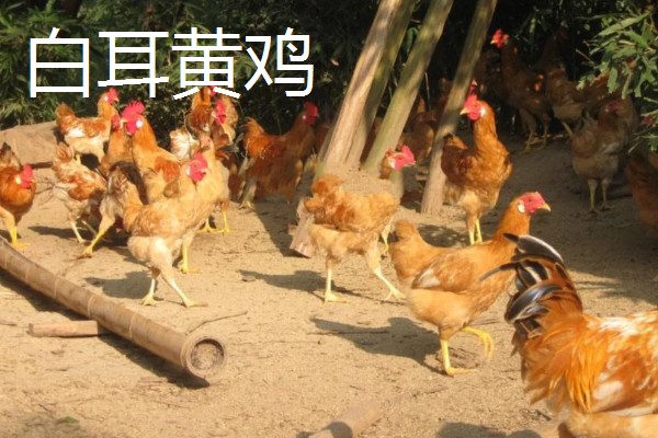 土鸡的价格,各地区的售价有差异