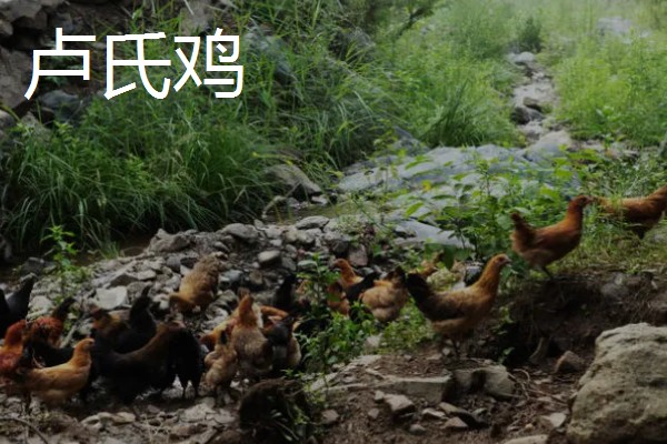 土鸡的价格,各地区的售价有差异