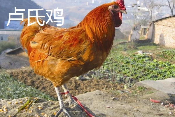 土鸡的价格,各地区的售价有差异