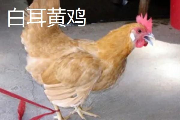 土鸡的价格,各地区的售价有差异