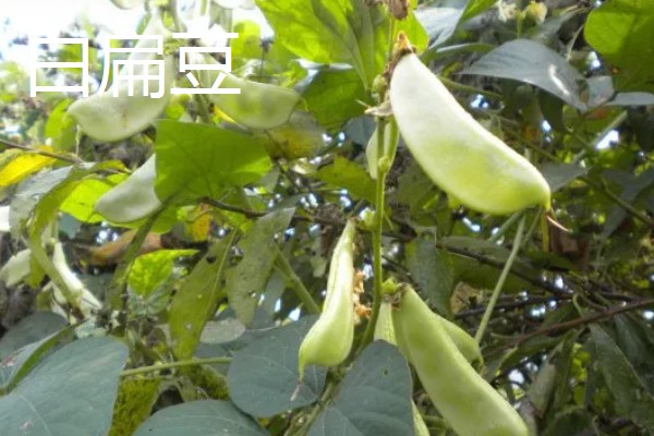 扁豆有什么品种,分为白扁豆、紫扁豆等类型