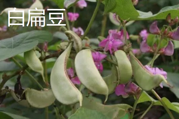扁豆有什么品种,分为白扁豆、紫扁豆等类型